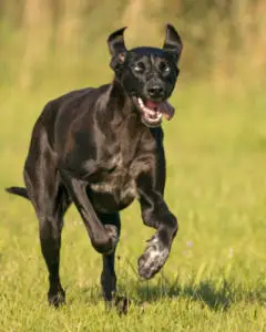 Rennender Hund Canicross