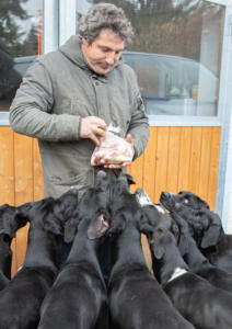 Hundebetreuung Hundeschule Hundezucht