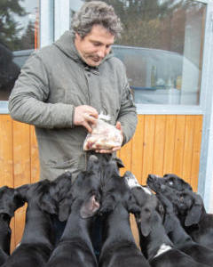 Hundebetreuung Hundeschule Hundezucht